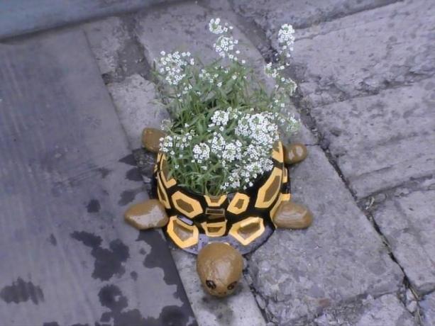 blomsterrabatt sköldpadda