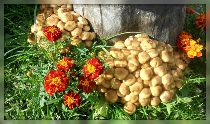 Hur man odlar svamp i din trädgård och lätt att producera rikliga skördar