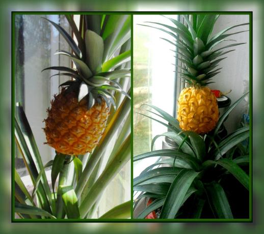 Hur man odlar ananas på fönsterbrädan och få vacker blomma room
