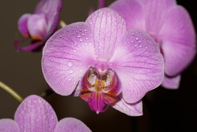 Orchid symboliserar familjens komfort och välbefinnande