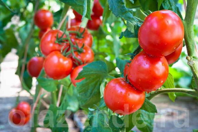 Hur och när att spruta tomater för att bevara och öka skörden