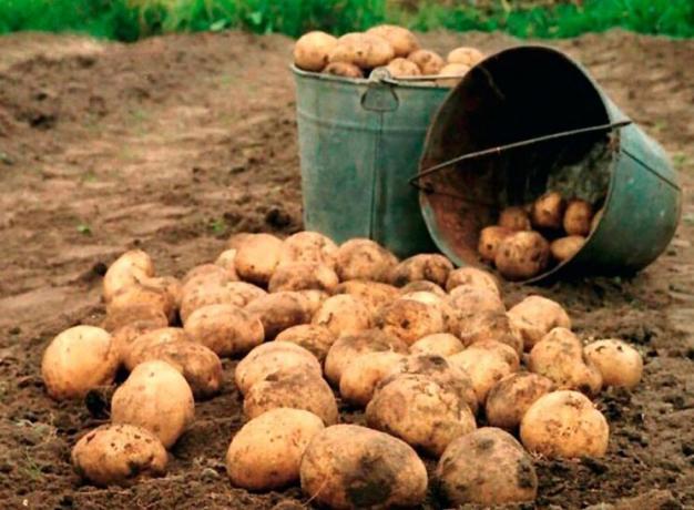 Hur man öka utbytet av potatis