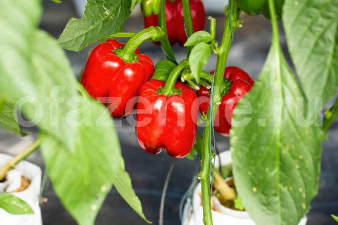 Växande peppar. Illustration för en artikel används för en standardlicens © ofazende.ru