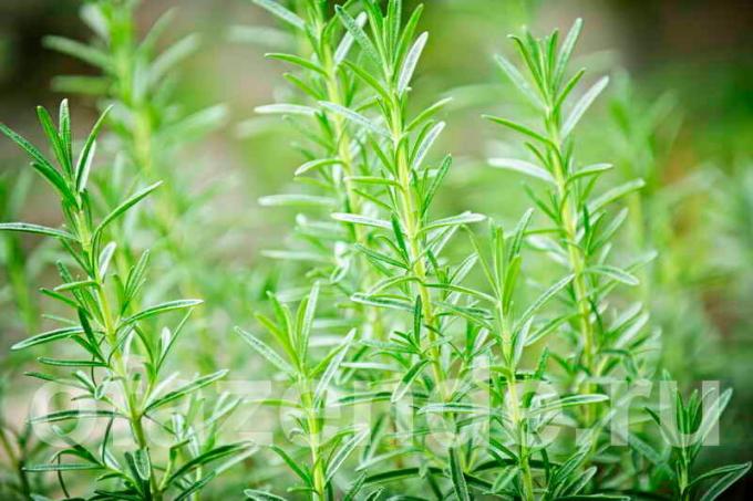 6 arter av rosmarin för din trädgård: Beskrivning och hemligheter att växa