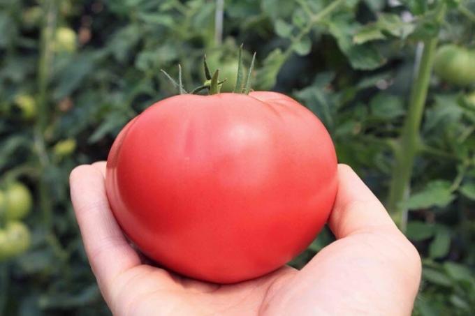Hur man kan öka halten av tomater socker, om de är "sura". enkelt recept