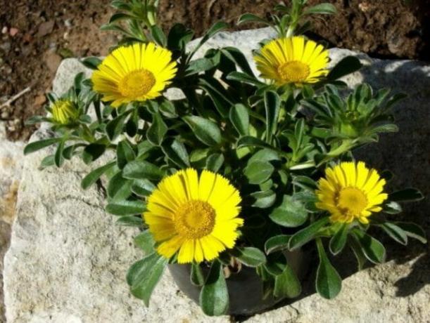 Container Gardening - mindre krävande växter för din trädgård: tips till trädgårdsmästare
