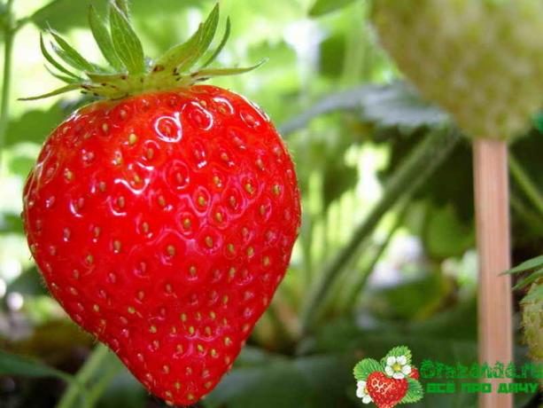 Viktiga tips för dem som älskar jordgubbar