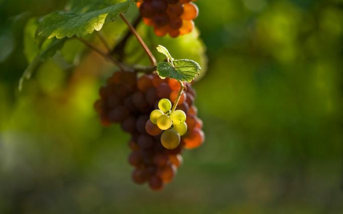 Vilka är de 3 huvud regler du måste följa vid plantering druvor på våren, för att fortsätta att ta emot stora skördar
