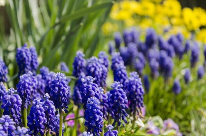 Plantering tulpaner, påskliljor och hyacinter på hösten