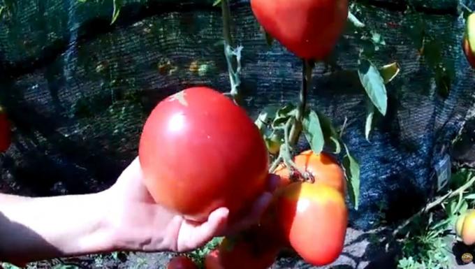 "Kött" är aldrig för mycket. Top 3 mest köttiga och produktiva sorter av tomater för dina växthus och trädgårdar