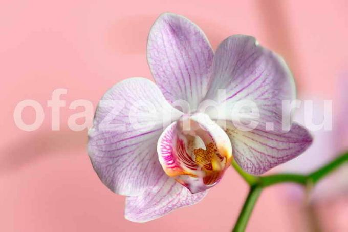 Allt du behöver veta om blommande orkidéer