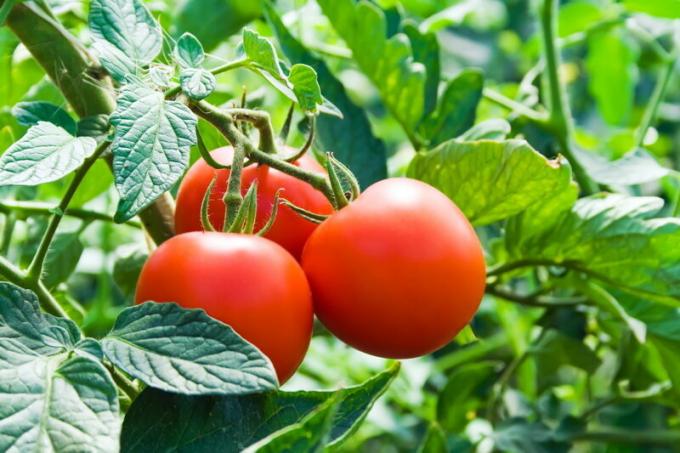 Tomater bör inte planteras efter jordgubbar. Illustration för en artikel används för en standardlicens © ofazende.ru