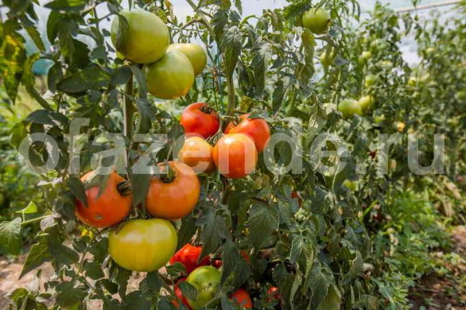 Harvest tomater. Illustration för en artikel används för en standardlicens © ofazende.ru