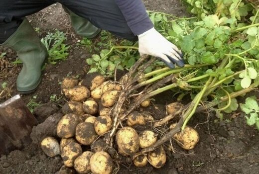 Hur man odlar tidig potatis