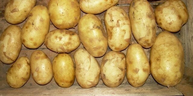 Grade potatis "Bronnitsky"