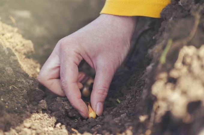 Plantering lök kinesiska sättet. Illustration för en artikel används för en standardlicens © ofazende.ru