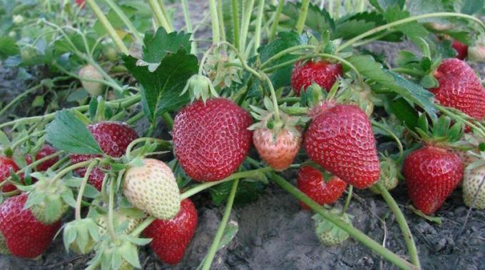 Användbara grannar för jordgubbar: det är bäst att plantera bredvid bär