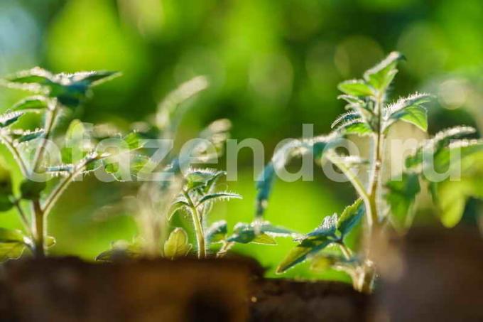 Vi växer tomatplantor på mjölk