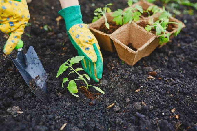 Hur att härda plantorna före plantering - Tips Cottagers