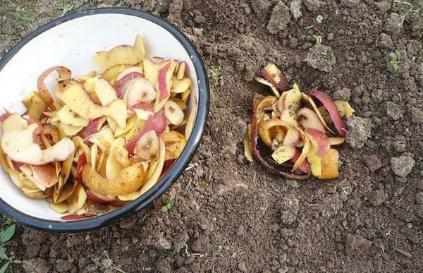 Användningen av potatisskal i trädgården. Avfall som fördel