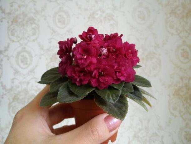 Som erfarna florister uppnå blommande violer frodig cap