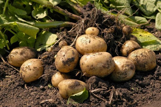 Plantering potatis utan att gräva i marken eller min metod som ger resultat