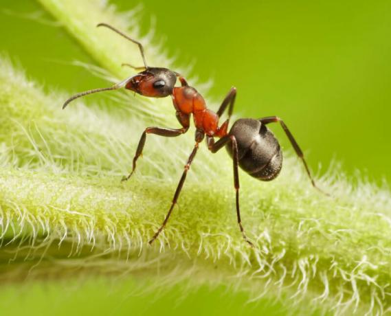 För trädgården myror - det är ett verkligt problem. Illustration för en artikel används för en standardlicens © ofazende.ru