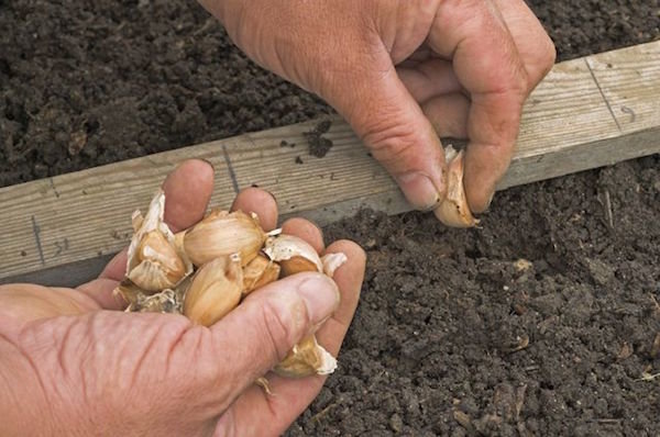 5 tricks plantering vintern vitlök: hur man kan öka avkastningen är 1,5 gånger