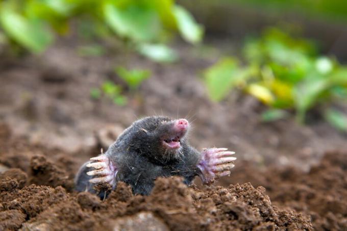 Moles på webbplatsen. Illustration för en artikel används för en standardlicens © ofazende.ru