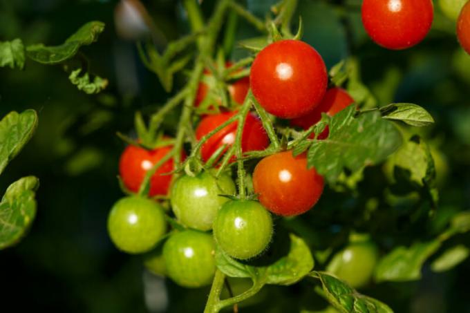 Transplantation grönsaker för vintern hemma: krukor