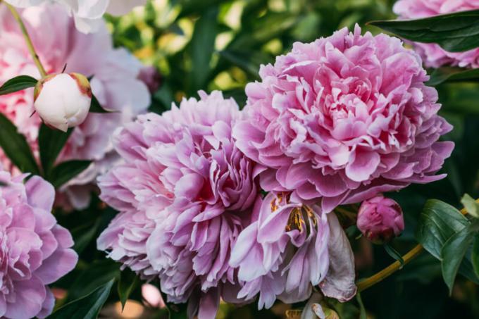 Pioner i från oktober till november: The Secrets of plantering, skötsel och förökning