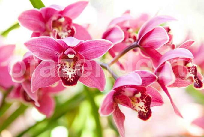 Växande orkidéer. Illustration för en artikel används för en standardlicens © ofazende.ru