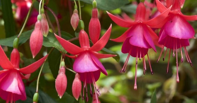 Växt Fuchsia: bilder, arter, odling, plantering och skötsel hemma