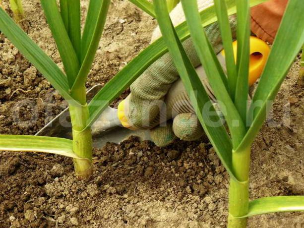 Plantering vitlök i höst: Tricks rik skörd