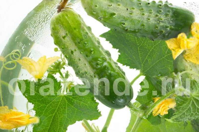 Varför vridna blad av gurka - 8 möjliga orsaker