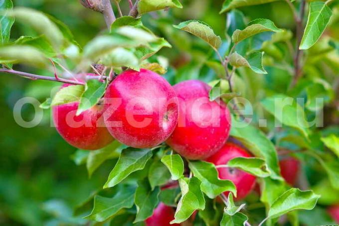Äpplen på en ung äppelträd. Illustration för en artikel används för en standardlicens © ofazende.ru