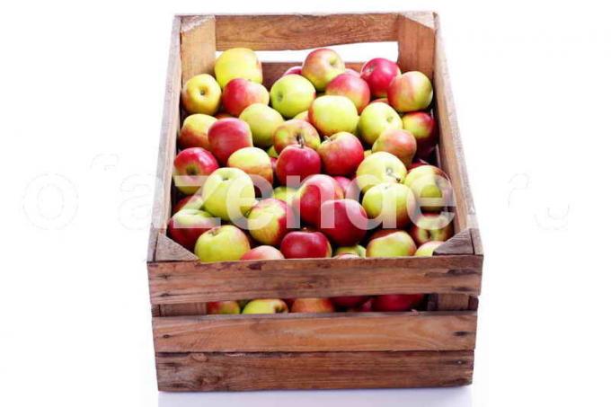 Att hålla äpplen. Illustration för en artikel används för en standardlicens © ofazende.ru