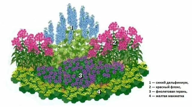 Vacker blomma trädgård "för lata" 4 av perenner pryder någon trädgård. Diagram, beskrivning och foto