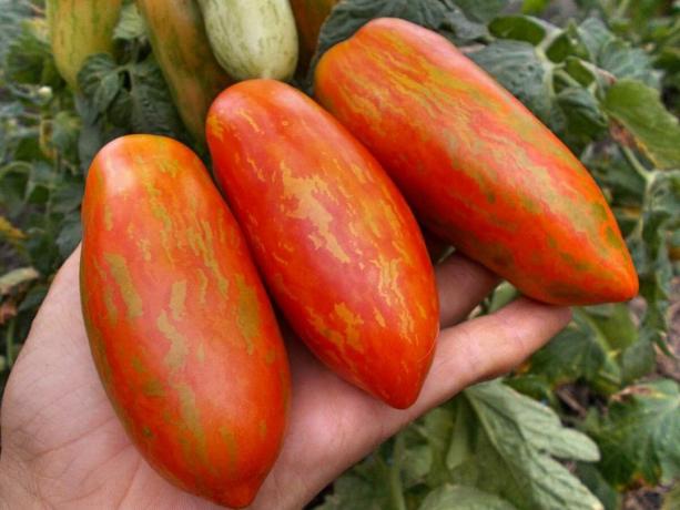 Tre sorter av tidiga tomater, som säkert kommer att överraska dig med sin unika och produktivitet (del 4)