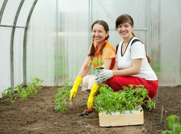Rätt Transplantation plantor av tomater i växthus