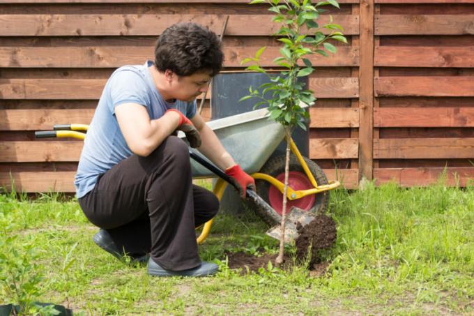 10 skäl till varför växter inte slå rot i din trädgård