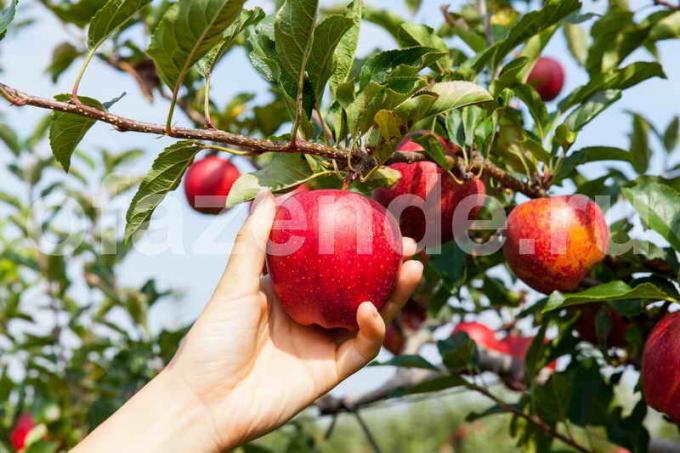 Växande äppelträd. Illustration för en artikel används för en standardlicens © ofazende.ru