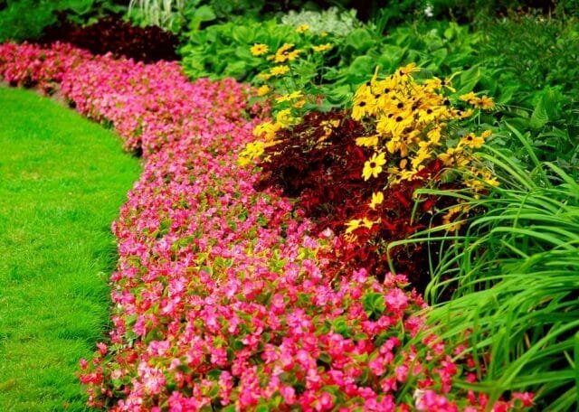 Perenner - blomma för alla årstider: Tips trädgårdsmästare