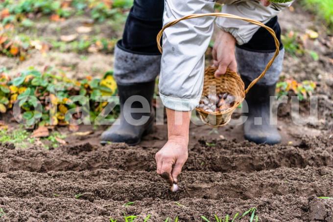 Arbetet med plantering av grönsaksodlingar. Illustration för en artikel används för en standardlicens © ofazende.ru