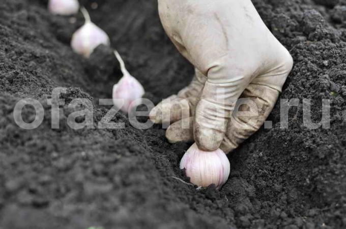 Plantering vitlök. Illustration för en artikel används för en standardlicens © ofazende.ru