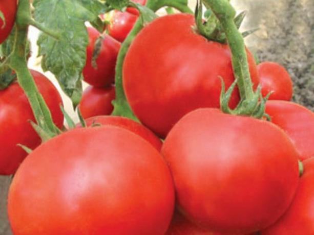 De flesta tidiga sorter av tomater: typer och beskrivningar