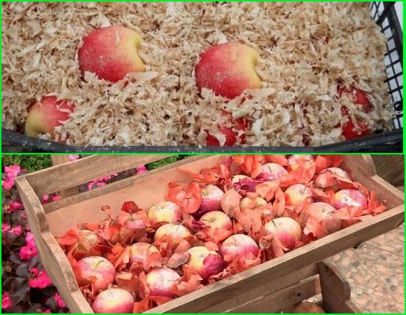 Metoder för vinterförvaring av äpplen