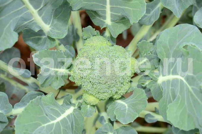 Växande broccoli. Illustration för en artikel används för en standardlicens © ofazende.ru