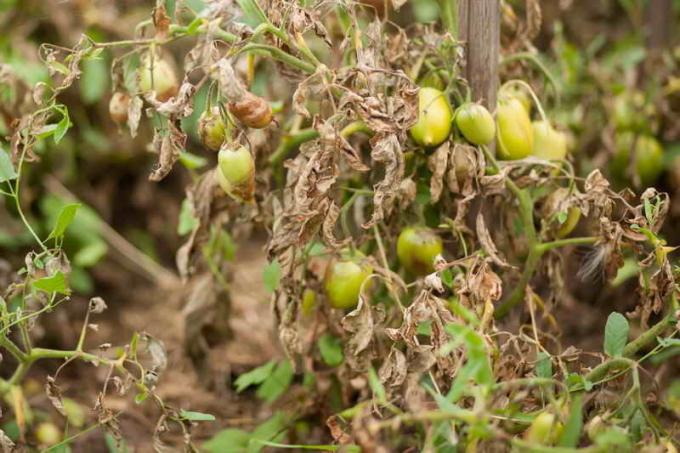 Sjukdom i tomater i växthus