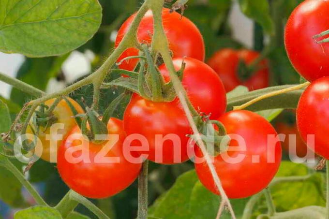 Tomater på en gren. Illustration för en artikel används för en standardlicens © ofazende.ru